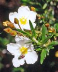 Cistus clusii